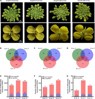 Transcript Profiling Analysis and ncRNAs’ Identification of Male-Sterile Systems of Brassica campestris Reveal New Insights Into the Mechanism Underlying Anther and Pollen Development